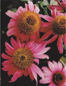 The Herb and Drug Mix of Immune Suppressants and Herbal Medicines Image